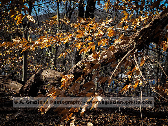William Cullen Bryant Preserve