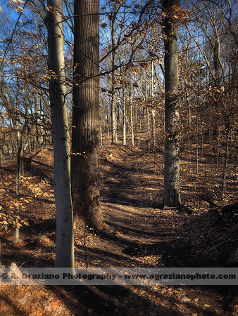 William Cullen Bryant Preserve