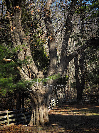 Longwood Estate
