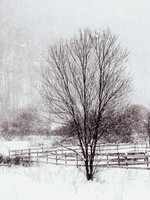 Silence of The Elms