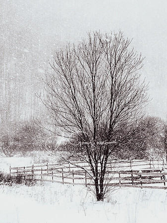 Silence of The Elms