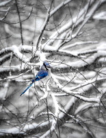 Winter Embrace