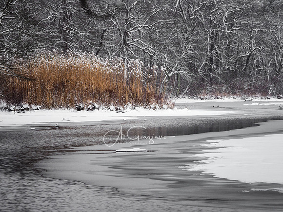 Silence Along the Carmans River