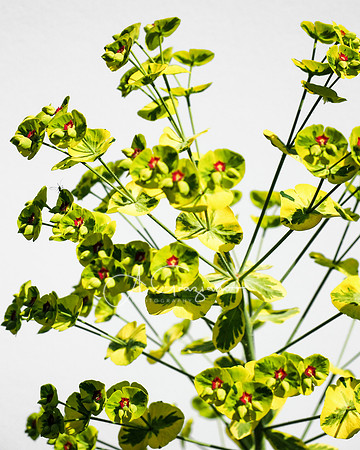 Landcraft Gardens Workshop 2022