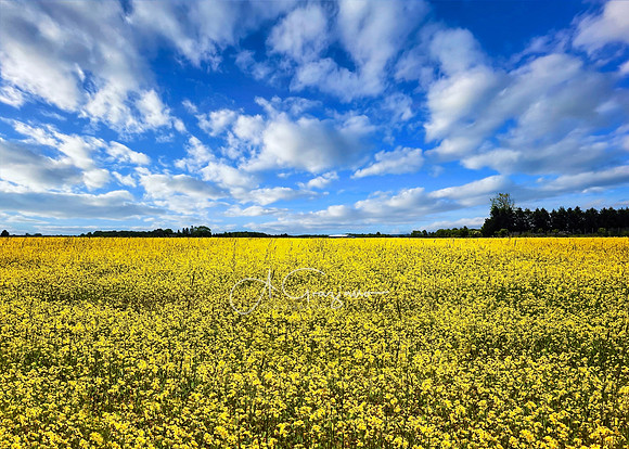 Field of Dreams