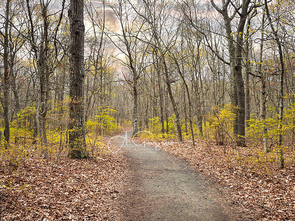 Wertheim National Wildlife Refuge