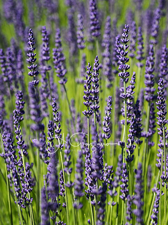 Lavender By The Bay, Calverton