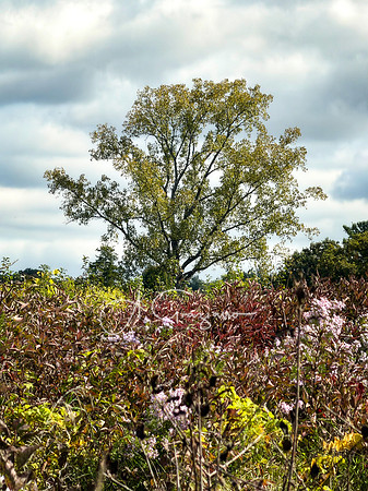 Greenport Conservation Area, Hudson NY