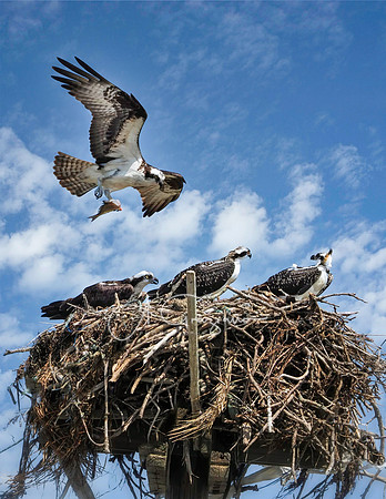 Osprey - Shelter Island