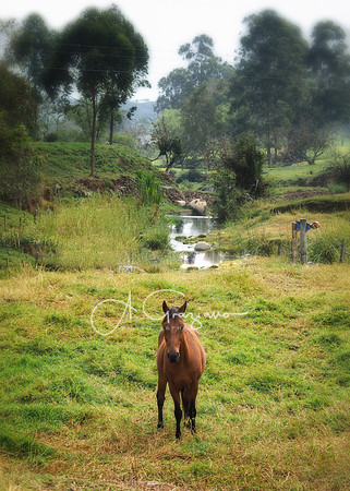 Carolina del Principe, Carolina, Colombia