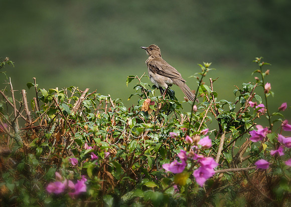 Carolina del Principe, Carolina, Colombia
