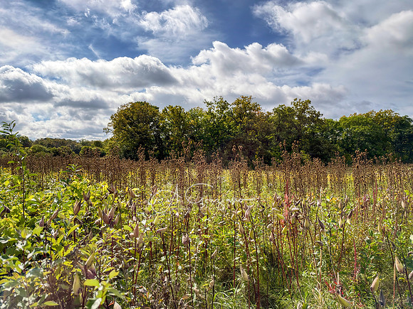 Greenport Conservation Area, Hudson NY