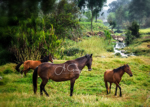 Patoral Peace - Carolina del Principe, Colombia