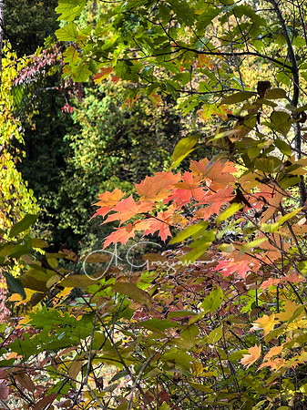 Greenport Conservation Area, Hudson NY