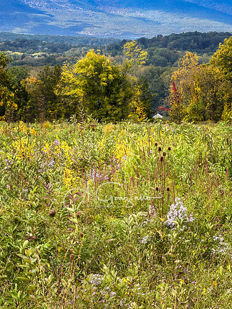 Greenport Conservation Area, Hudson NY