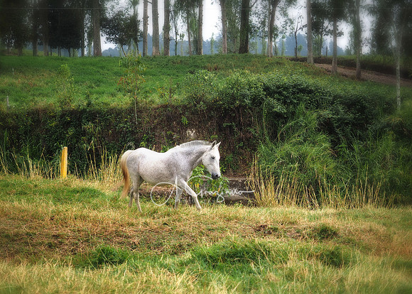 Carolina del Principe, Carolina, Colombia