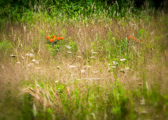 Elizabeth A. Morton Wildlife Refuge