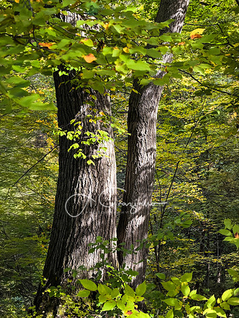 Greenport Conservation Area, Hudson NY