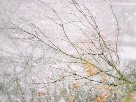 Winter Outside My Window