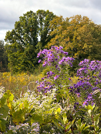 Greenport Conservation Area, Hudson NY
