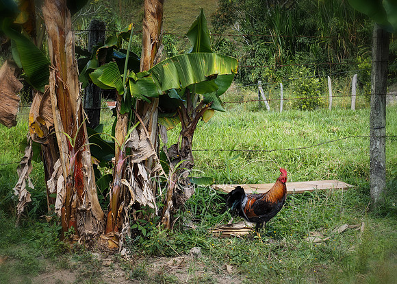 Carolina del Principe, Carolina, Colombia