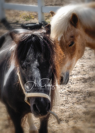 Baiting Hollow Horse Rescue