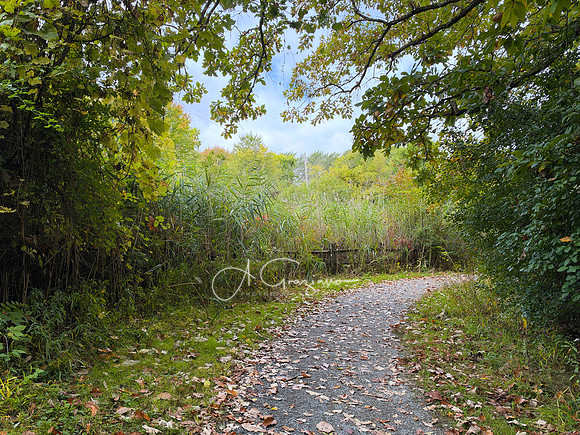 Greenport Conservation Area, Hudson NY