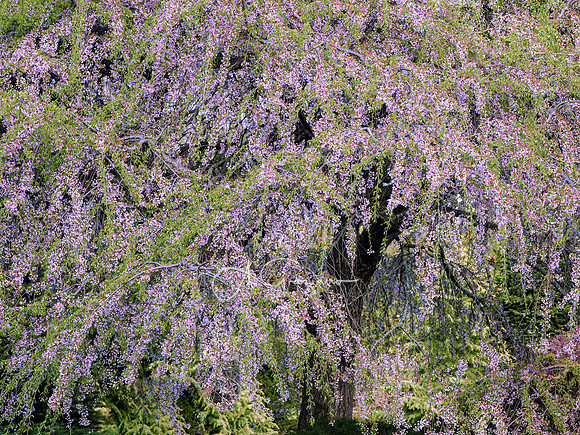 A Touch of Spring - Bayard Cutting Arboretum