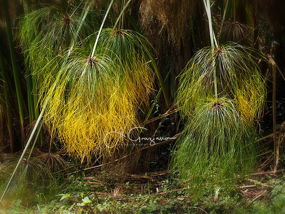 Arvi National Park, Colombia