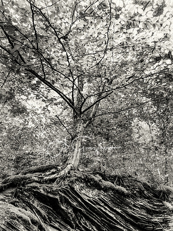Resilience