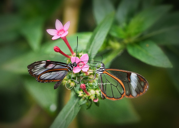 Arvi National Park, Colombia