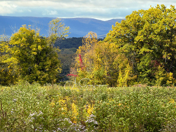 Greenport Conservation Area, Hudson NY