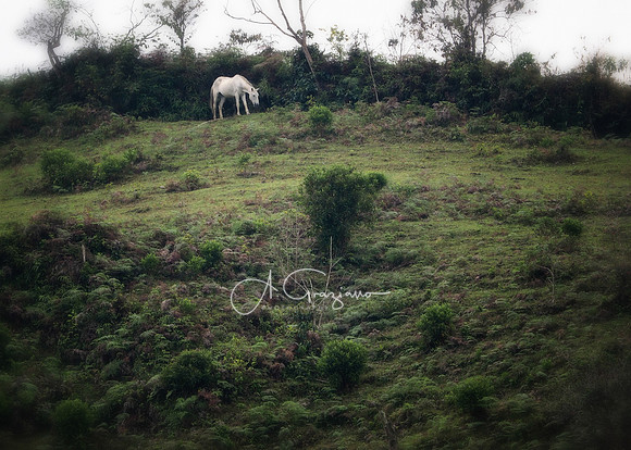 Carolina del Principe, Carolina, Colombia