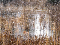Post-Morrow Foundation - Brookhaven