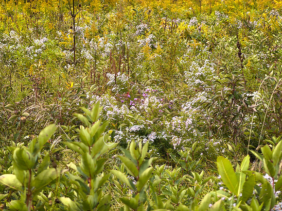Greenport Conservation Area, Hudson NY