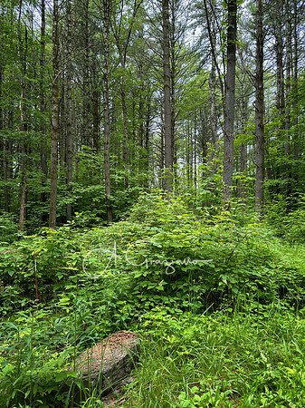 Getaway - Catskills East 2024