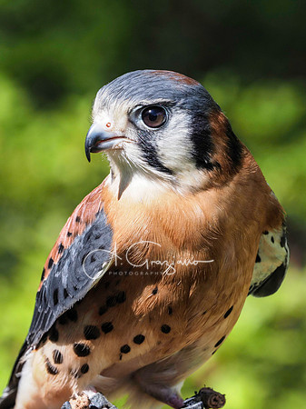 American Kestrel