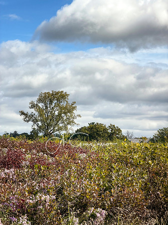 Greenport Conservation Area, Hudson NY