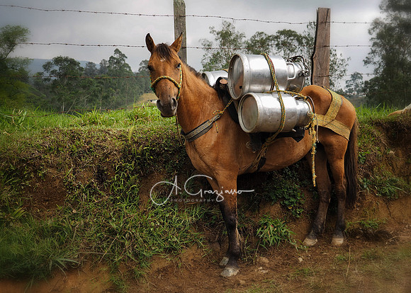 Carolina del Principe, Carolina, Colombia