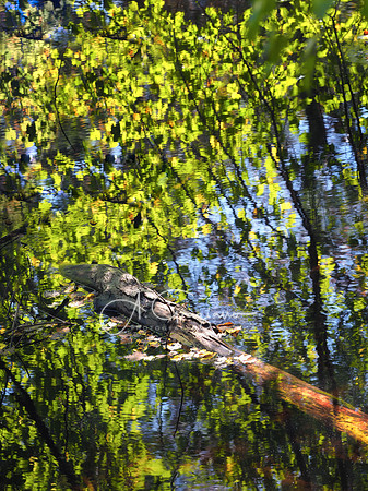 Ridge Conservation Area, Randall Pond