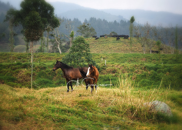 Carolina del Principe, Carolina, Colombia