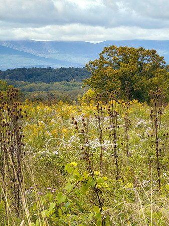 Greenport Conservation Area, Hudson NY