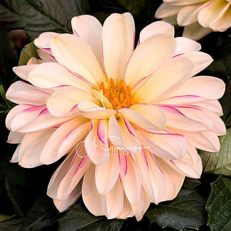 Dreamy Dahlia