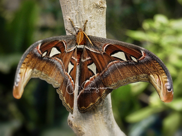 Butterfly Workshop at LI Aquarium