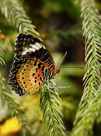 Butterfly Workshop at LI Aquarium