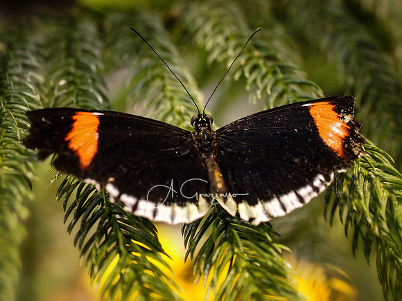 Butterfly Workshop at LI Aquarium