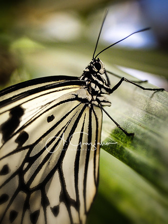 Butterfly Workshop at LI Aquarium