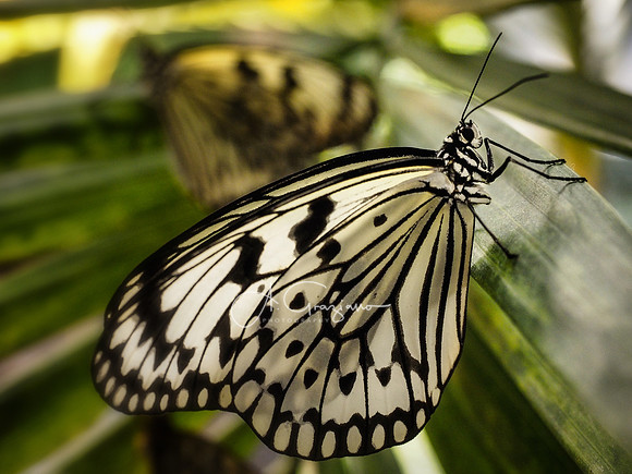 Butterfly Workshop at LI Aquarium