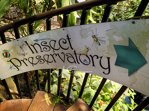 Butterfly Workshop at LI Aquarium