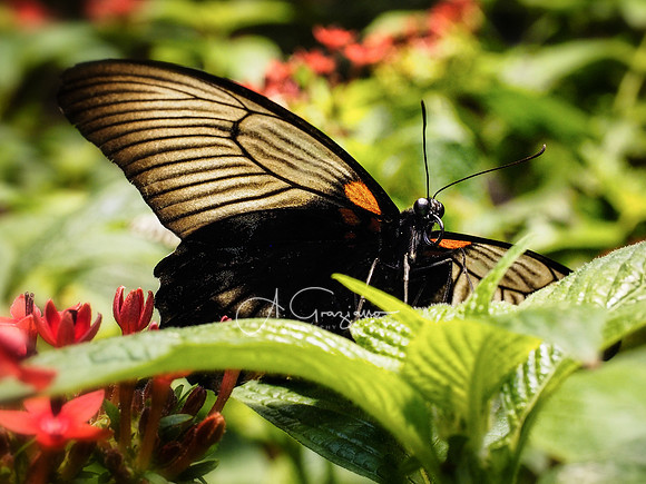 Butterfly Workshop at LI Aquarium